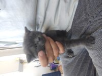 Canım british shorthair bebeklerim