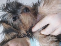 Yorkshire Terrier Bebekler