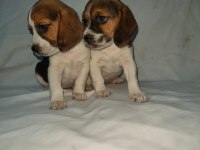 Sevimli ve Oyuncu Beagle Yavrularımız.