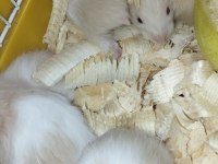 BEBEK TEDDY SYRİA HAMSTER