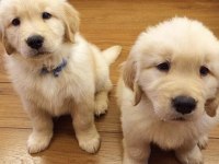 Dişi ve Erkek Golden Retriever Bebeklerimiz