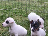 AKKUŞ ÜRETİM ÇİFTLİĞİNDEN JACK RUSSELL YAVRULARI