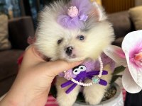 Mutluluk Getirecek Yavru Köpekler Sizi Bekliyor