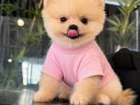 Orjinal Pomeranian Boo 