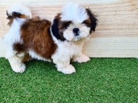IRK GARANTİLİ SHİH TZU YAVRULARI