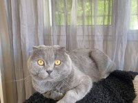 2 yaşında tüm aşıları tam scottish fold