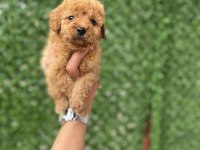 ZEKA VE ZARAFETİN POODLE YAVRULARI