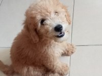 Yavru toy poodle