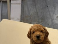 Maltipoo yavrularımız