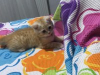 Her şeyi tam uygun fiyata verilecek scottish fold