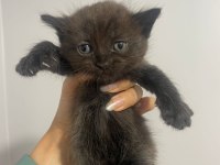 Sahiplendirme british shorthair