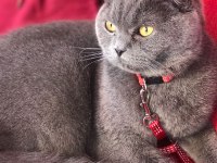 Çok uysal oyuncu scottish fold