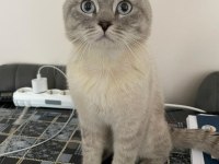 British shorthair kedime yuva arıyorum