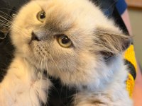 Duman 6 aylık erkek scottish fold