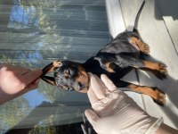 Sağlık IRK garantili Doberman Yavrularım