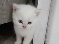40 günlük british shorthair kediler