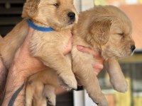 Piyasadan değil ev ortamından golden retriever yavrular