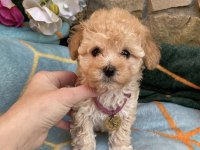 Maltipoo Yavrularımız Aşılı