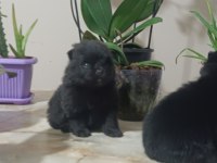 Pomeranian boo köpeğimiz