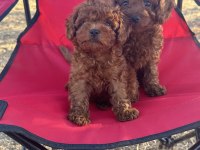 OYUNCAK AYICIK RED BROWN TOY POODLE BEBEKLER