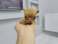 Orjinal tea cup şivava bebeğim