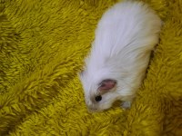 Dişi sheltie ginepig yavrumuz