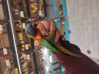 EL BESLEME RAİNBOW LORİ PAPAĞANLARIMIZ