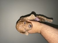 Toy poodle dişi ve erkek 2 aylık