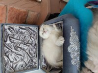 Scottish fold prensesim 2 aylik