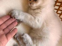 Scottish fold ve british longhair kedisi