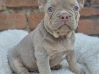 Prens ve prenses french bulldog köpekler