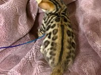 BENGAL KEDİSİ YAVRULARI