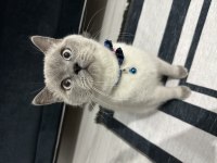 British shorthair erkek 1 yaşında