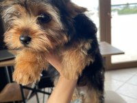 Safkan kız bebek yorkshire terrier