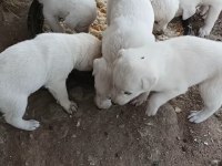 Akbaş yavrular sahiplendirilecektir