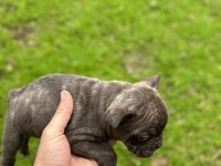 Yeni french bulldog yavrular