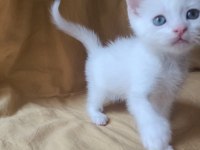 Beyaz british shorthair yavrular
