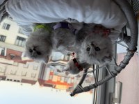 British shorthair ve longhair bebekler