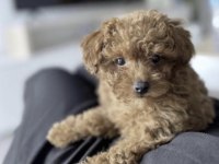 Toy Poodle Cins Yavru