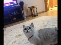 Ücretsiz silver golden point british shorthair