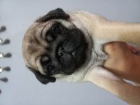 Pug mops yavrular