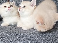 British Shorthair golden Cy11 Cy12 Yavru kediler