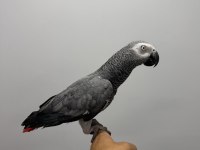 FULL EVCİL KONUŞAN JAKO
