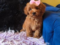 Dişi Toy Poodle Bebeğimiz