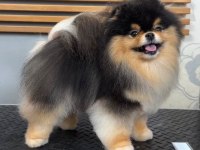 Muhteşem tüy yapısına sahip ok nadir bulunan pomeranian