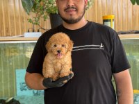 Maltipoo Yavru Köpekler