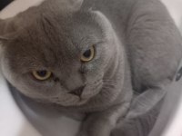 british shorthair