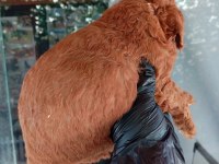 IRK VE SAĞLIK GARANTİ RED BROWN POODLE YAVRULARIM