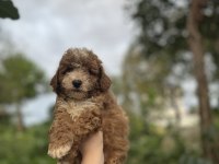 Toy Poodle bebekler
