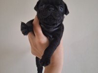 Pug köpeği yavrularımız